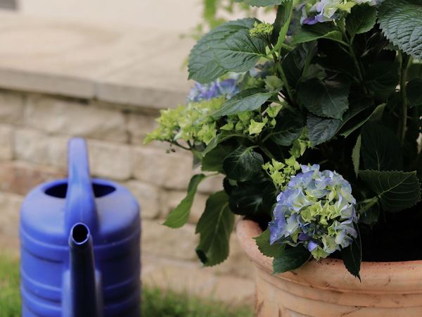A blue hydrangea in a pot beside a watering can on a patio.